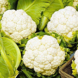 Капуста Уайтэксел F1