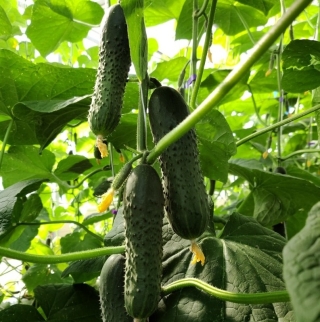 Огурец Yakama F1 (Якама F1) (большой пакет)