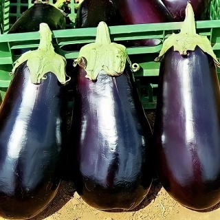 Баклажан Японский карлик