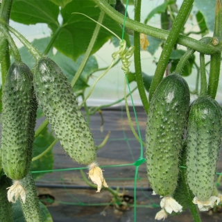 Огурец Ясельная Группа F1