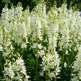 Ясенец Белый шафран