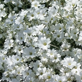 Ясколка Биберштейна