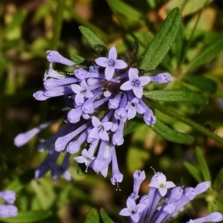 Ясменник Эмпрерор (голубой)