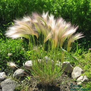 Ячмень Гривастый