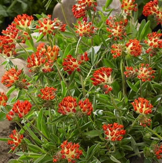 Язвенник Антисептик