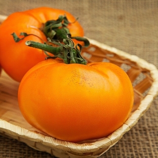 Томат Слон Желтый F1