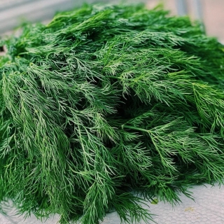 Укроп Аврора