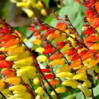 Вьюнок Экзотическая лиана звездчатый