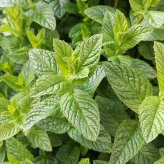 Мята Забава овощная