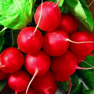 Редис Заря (Лидер)