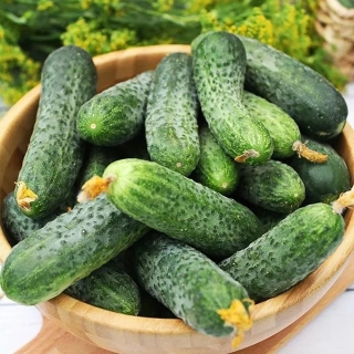 Огурец Засолочный