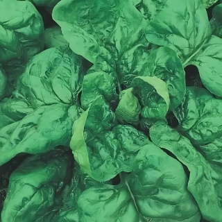 Шпинат Застольный