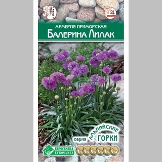 Армерия Балерина Лилак (приморская)