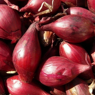 Лук Цебруне (шалот)