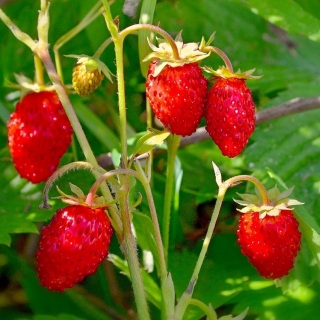 Земляника Мармеладная мелкоплодная ремонтантная