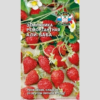 Земляника Али-Баба мелкоплодная ремонтантная