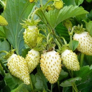 Земляника Белоснежка (ремонтантный)