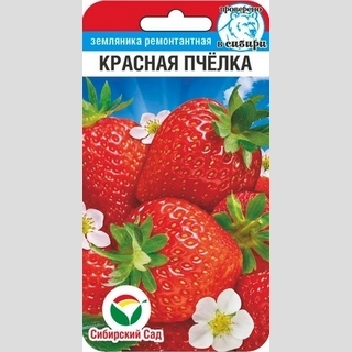 Земляника Красная пчелка