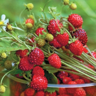 Земляника Лесная Сказка (мелкоплодная)