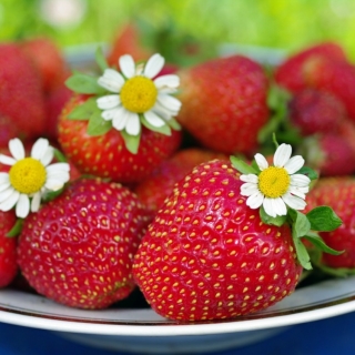 Земляника Летняя красавица