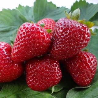 Земляника Лизонька F1 крупноплодная ремонтантная