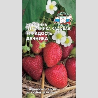 Земляника Радость Дачника F1 крупноплодная ремонтантная