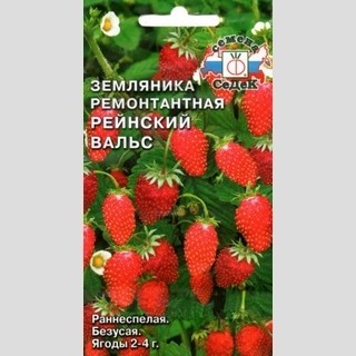 Земляника Рейнский Вальс мелкоплодная ремонтантная