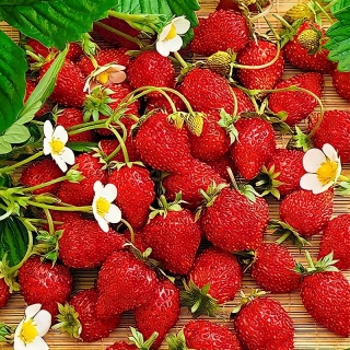 Земляника Барон Солемахер