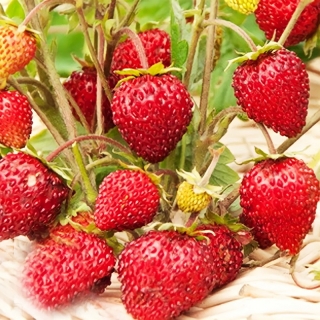 Земляника Руяна