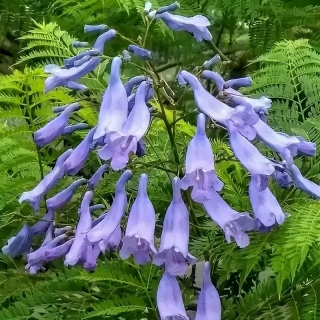 Жакаранда Дельта