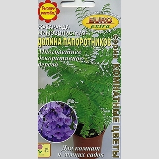 Жакаранда Долина папоротников (мимозолистная)