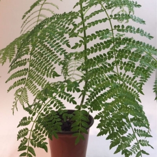 Жакаранда Долина папоротников (мимозолистная)