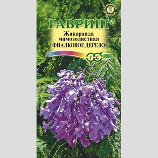 Жакаранда Фиалковое дерево