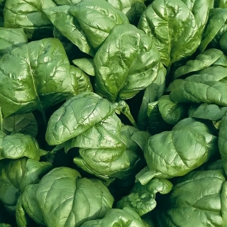 Шпинат Жирнолистный