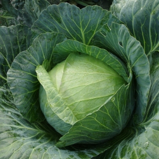 Капуста Зима F1