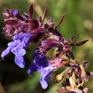 Змееголовник Горыныч