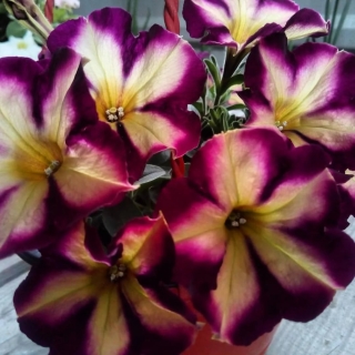 Петуния Комплиментуния F1 Золотая звезда