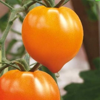 Томат Золотое сердце