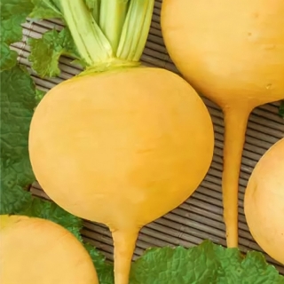 Репа Золотой шар