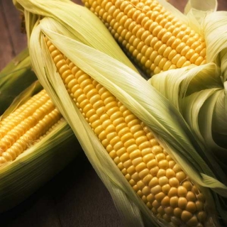 Кукуруза Золотой батам