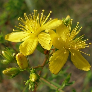 Зверобой Золотодолинский