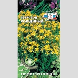 Зверобой Солнечный