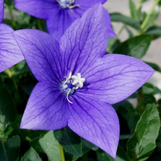 Платикодон Звезда F1 Голубая