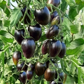 Томат Звездопад в Августе